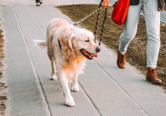How to Start a Dog Walking Business
