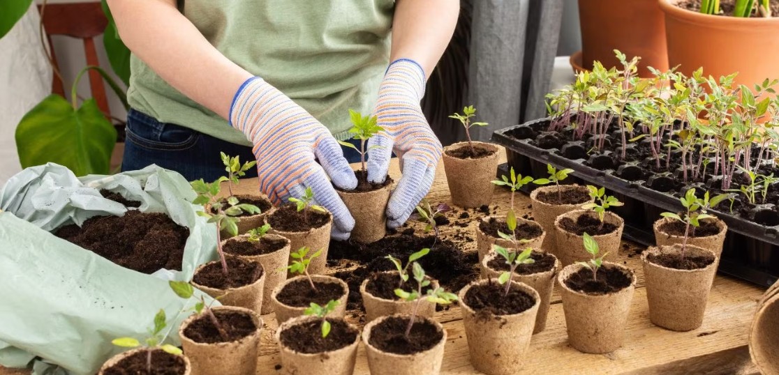 Earning from Online Gardening Content