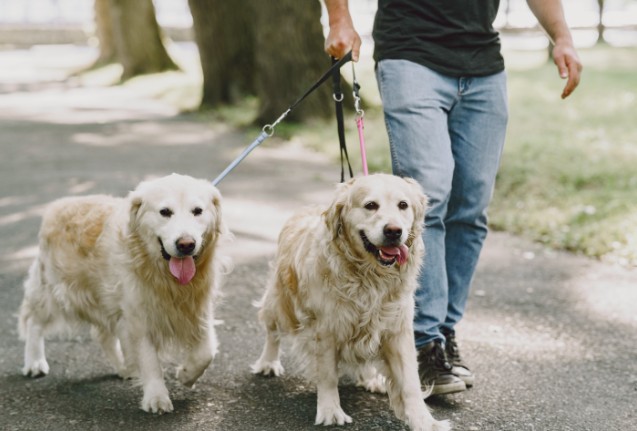 Pet Sitting & Professional Dog Walking